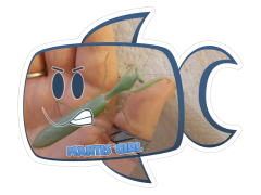 Mantis-Girl